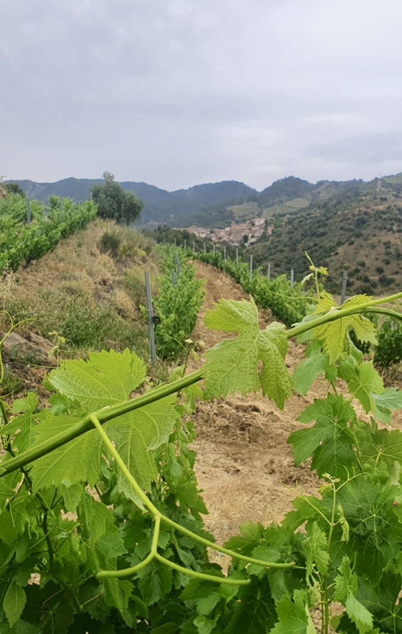 aixala vinyes