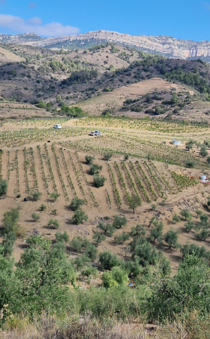 vinyes celler aixala
